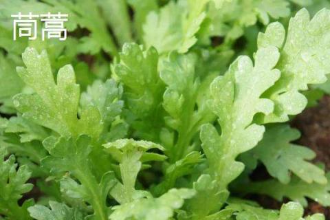 六七月份适合种植什么菜