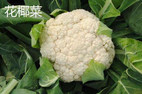 六七月份适合种植什么菜