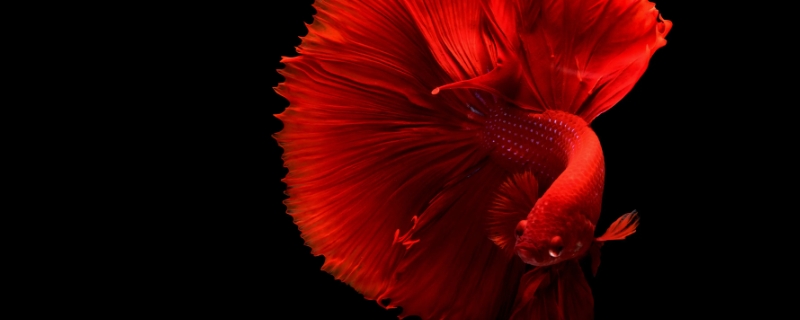 红色鱼是什么鱼