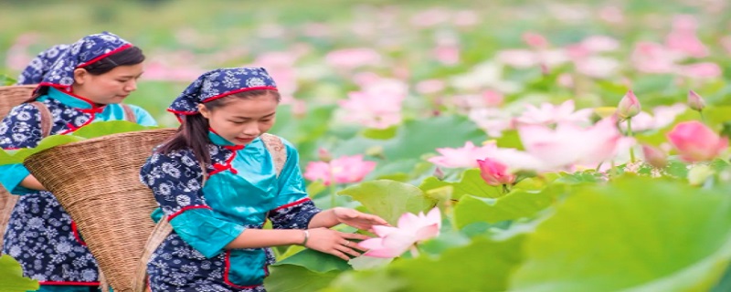 采莲曲的芙蓉是指 采莲曲里面的芙蓉指的是