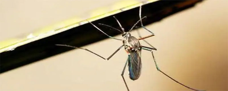 蚊子可以飞几层楼高（蚊子可以飞几层楼高?）