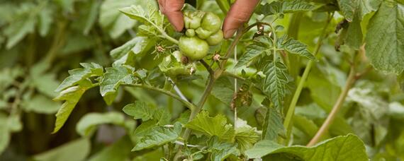 番茄树怎么过冬