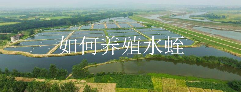 如何养殖水蛭