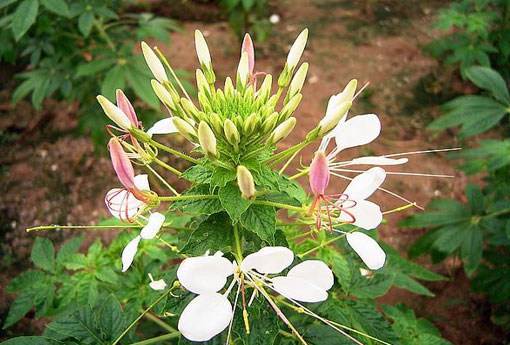 白花菜（白花菜的功效与作用及禁忌）