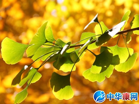 中药银杏叶的作用与功效及食用方法 中药材银杏叶的功效