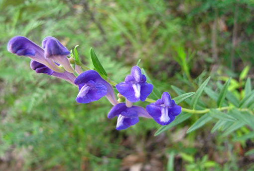 黄芩