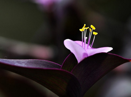 紫鸭跖草的功效与作用是什么呢 紫鸭跖草的养殖方法和注意事项