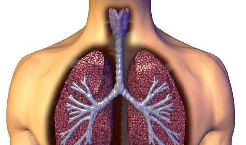 慢性阻塞性肺气肿 慢性阻塞性肺气肿的病理改变不包括