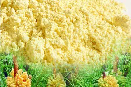 松花粉的功效与作用及食用方法 松花粉的功效与作用