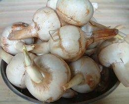 光慈菇的人工种植有什么要求 慈菇怎么种慈菇如何种植菇