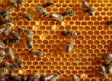 蜂房和白芷的功效是什么呢（马蜂窝白芷的功效与作用）