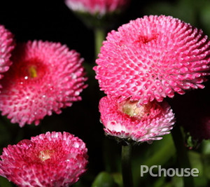 菊花的养护方法（菊花的养护方法有哪些?）