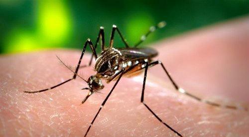 疟疾是什么 疟疾是什么蚊子传播的