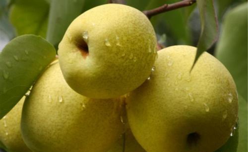 化痰的水果 润肺止咳化痰的水果