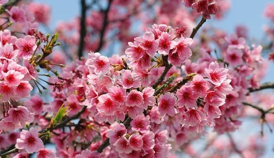 浪漫樱花季（浪漫樱花季图片）