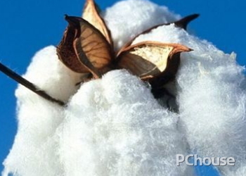 长绒棉和细绒棉的区别 长绒棉和细绒棉的区别