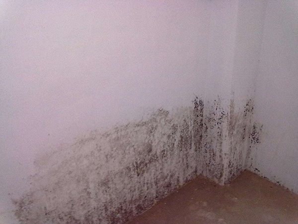 空气湿度增加墙面易发霉 空气湿度增加墙面易发霉怎么办