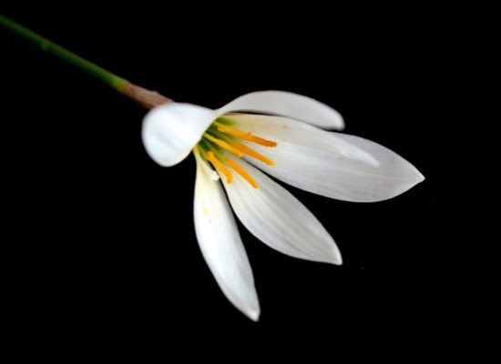 白花葱兰的种植技巧，你都掌握了么 红花葱兰和白花葱兰区别
