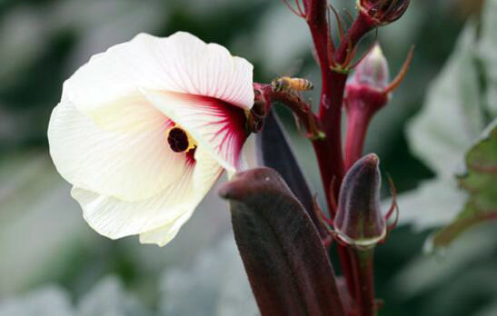 分享红秋葵的养殖及功效 红秋葵的食用方法