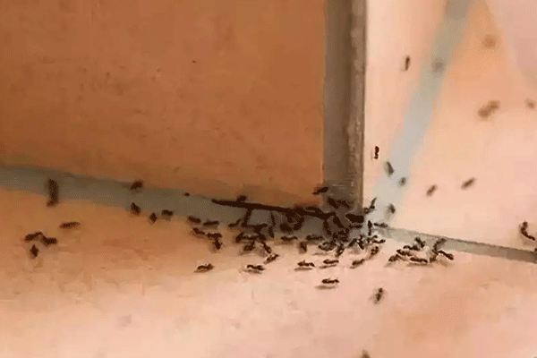 厨房为什么会有蚂蚁（厨房为什么会有蚂蚁?）