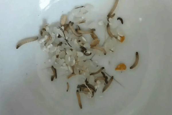 如何预防米虫（如何预防米虫和米面蛾）