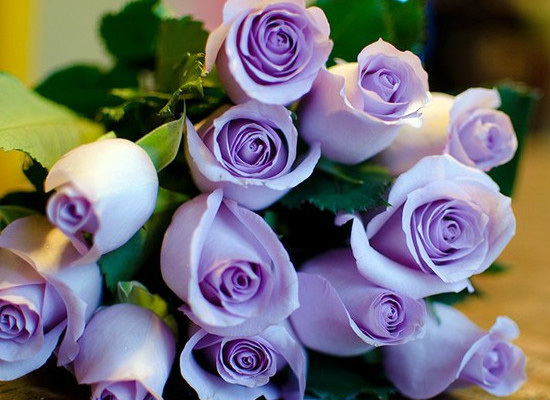 你知道紫玫瑰的花语是什么吗 紫玫瑰的花语是什么?