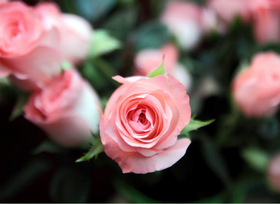 粉玫瑰的花语，表达*纯真的爱恋 粉玫瑰的花语是?