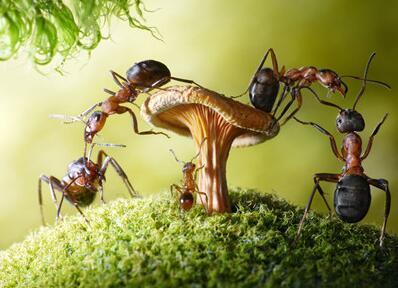 你知道家里快速灭蚂蚁的方法吗 你知道家里快速灭蚂蚁的方法吗英文