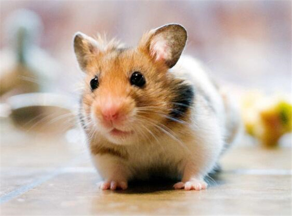 家里有老鼠有什么危害 家里有老鼠有什么危害,怎样预防