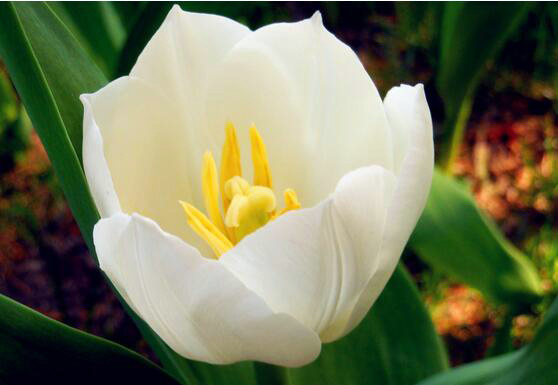讲述白色郁金香花语和故事 白色的郁金香的花语