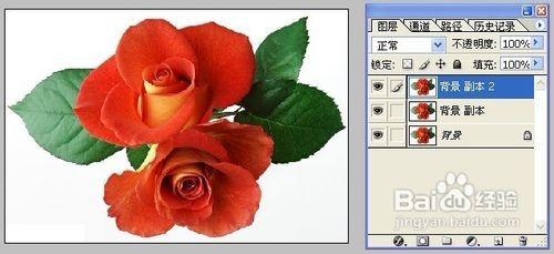 怎样用Photoshop制作彩色玫瑰（ps素材玫瑰花）