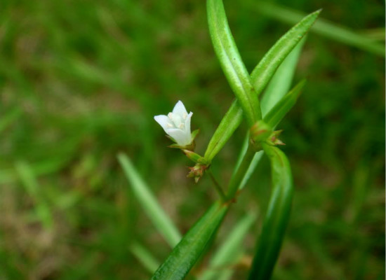 你知道白花蛇草的作用有哪些吗 白花蛇草的作用与功效与作用