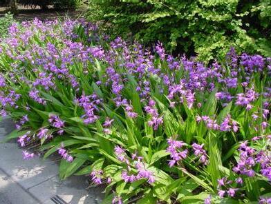 白芨的种植技术介绍（白芨种植技术白芨的种植方法）