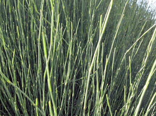 麻黄草作用介绍，麻黄草图片欣赏 麻黄草的作用是什么