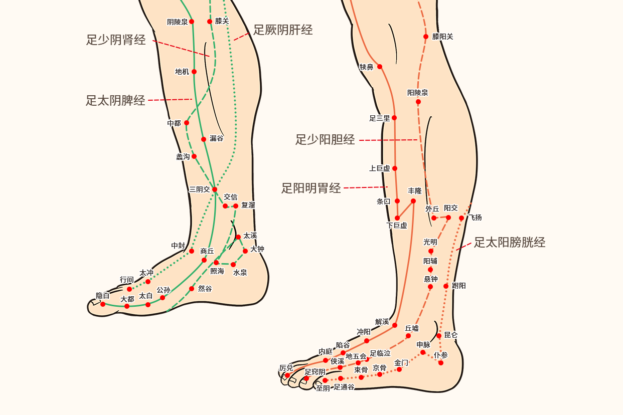 足部经络图解