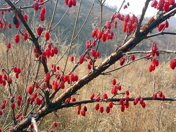 山茱萸的功效介绍 山茱萸吃法大全