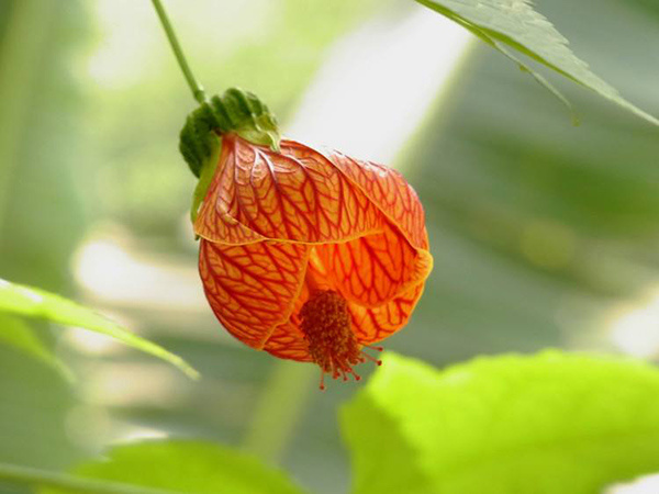 花卉植物灯笼花相关攻略介绍