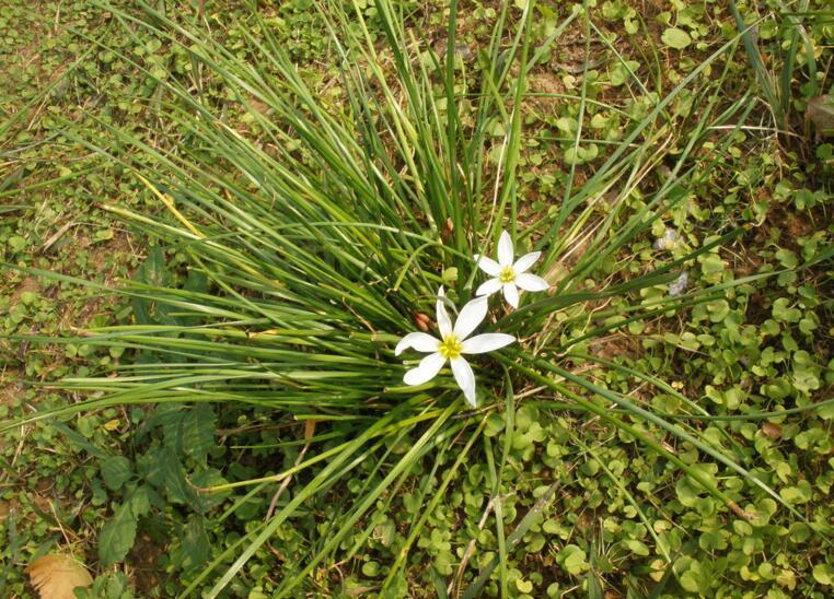 白花葱兰的种植方法介绍