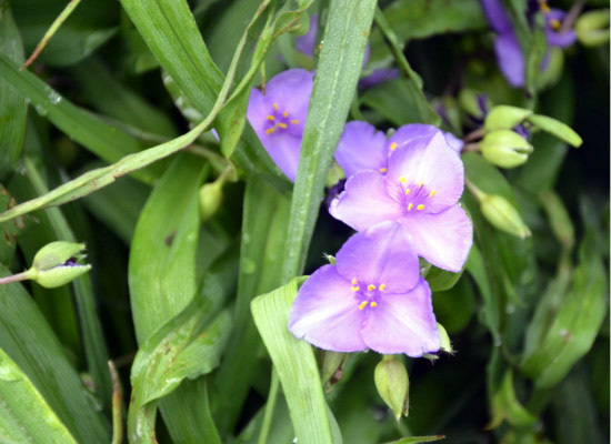 白芨的种植技术，你都造么？