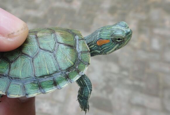 巴西彩龟，丰富你的生活
