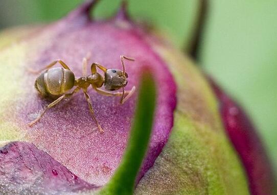 你知道家里快速灭蚂蚁的方法吗？