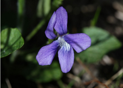 紫花地丁生长在哪里呢