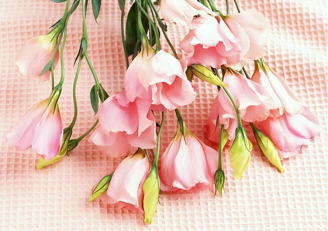 粉玫瑰花语是什么？或许看完你就知道了