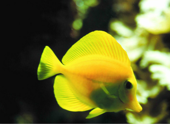 常见的热带鱼种类，你都认识么？