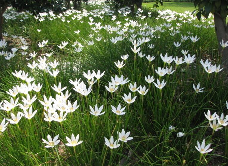 白花葱兰的种植方法介绍