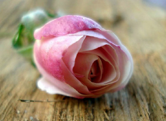 粉色玫瑰的花语代表对你特别的关怀