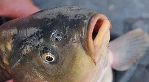 海洋冷知识鱼有鼻子吗