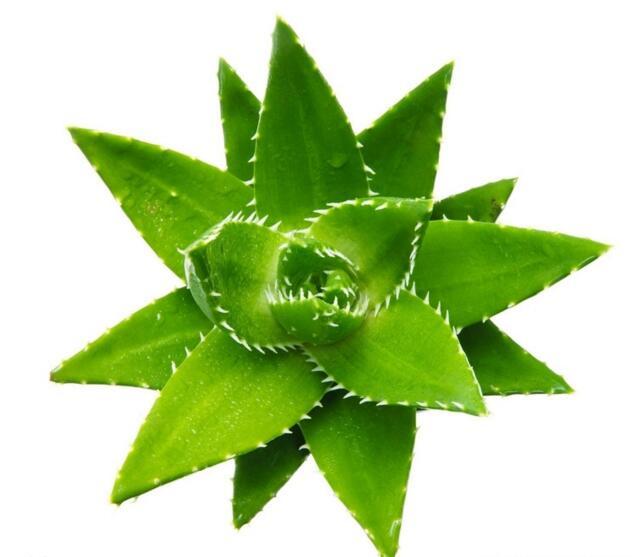 芦荟全身都是宝（芦荟里面是什么?）