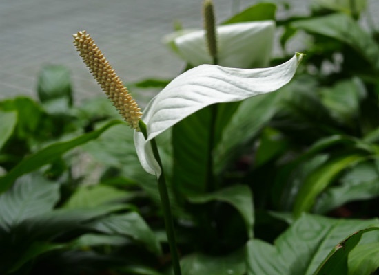 一帆风顺花怎么养（一帆风顺花怎么养旺盛）