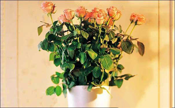 盆栽玫瑰花怎么养 盆栽玫瑰花怎么养可以放室内?